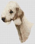 Bedlington Terrier - Sandy (image for) Bedlington Terrier - Sandy